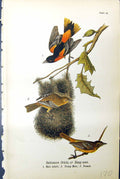 Old Print Baltimore Oriole Hang-Next Male Adult Female Birds Warren 1890 19th