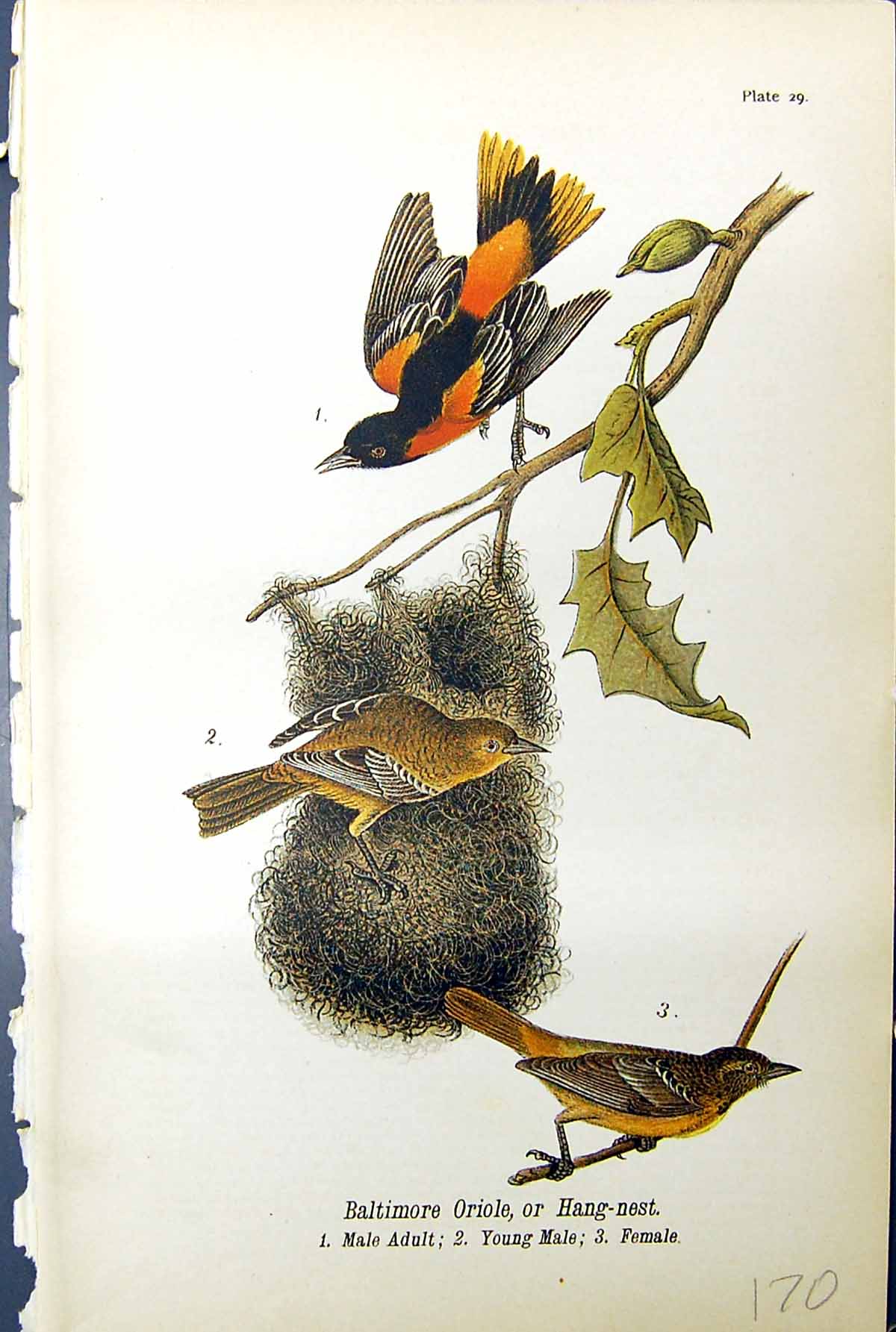 Old Print Baltimore Oriole Hang-Next Male Adult Female Birds Warren 1890 19th