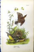 Original Old Antique Print Birds Warren Colour 1890 Meadow Lark Male Female
