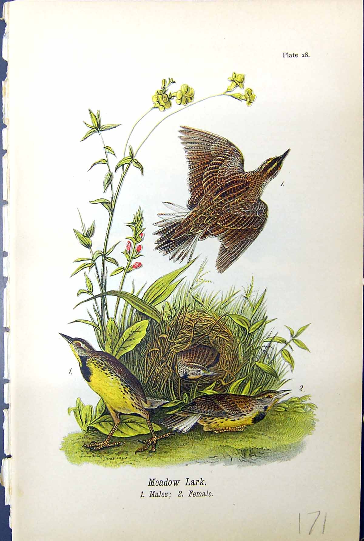 Original Old Antique Print Birds Warren Colour 1890 Meadow Lark Male Female