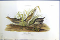 Antique Old Print Small Birds Warren Colour 1890 Sora Rail Male Female Young