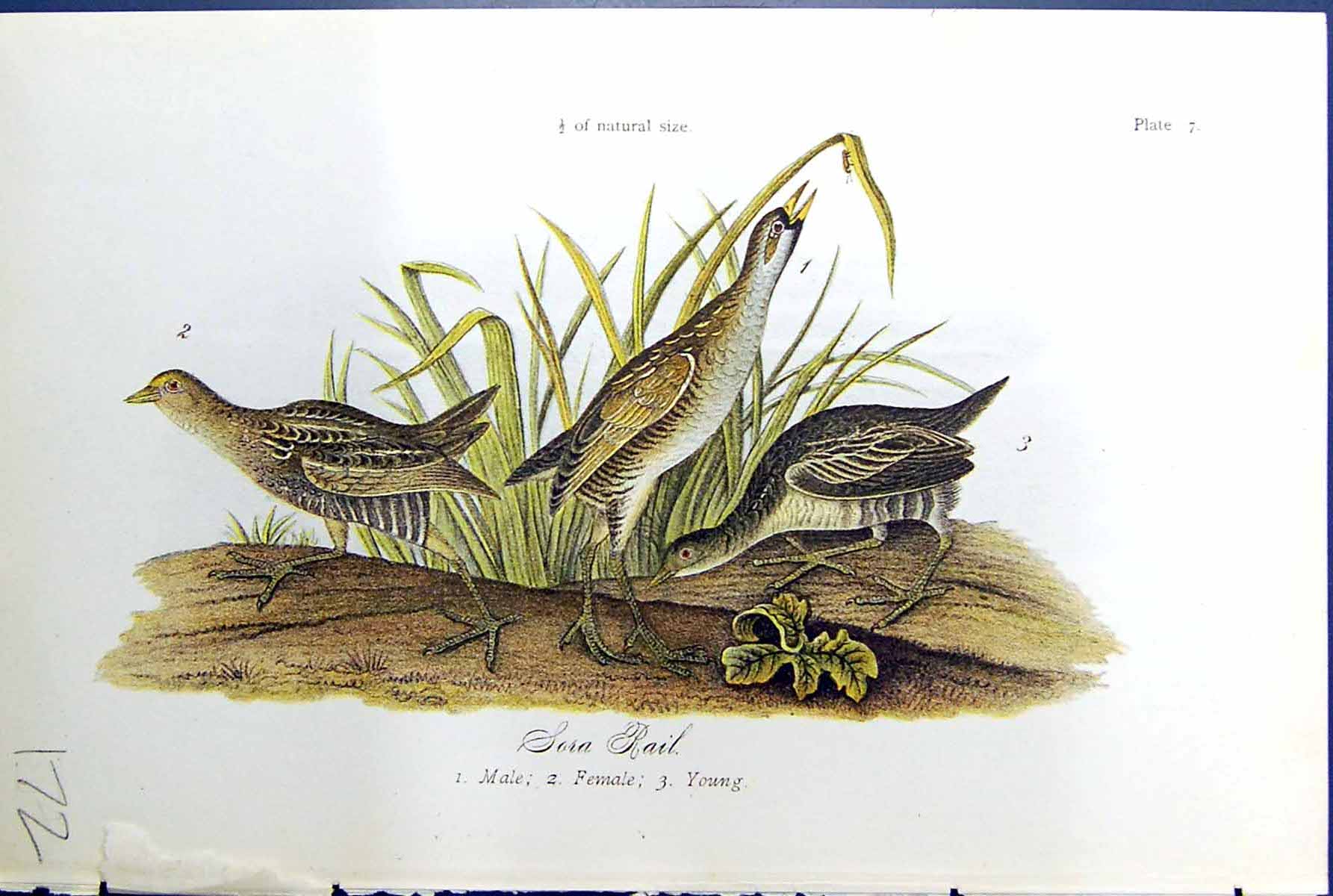Antique Old Print Small Birds Warren Colour 1890 Sora Rail Male Female Young