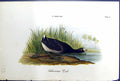 Original Old Antique Print American Coot Birds Warren Colour 1890 Ref.3 19th