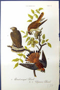 Original Old Antique Print Birds Warren Colour 1890 Broad-Winged Sparrow Hawk
