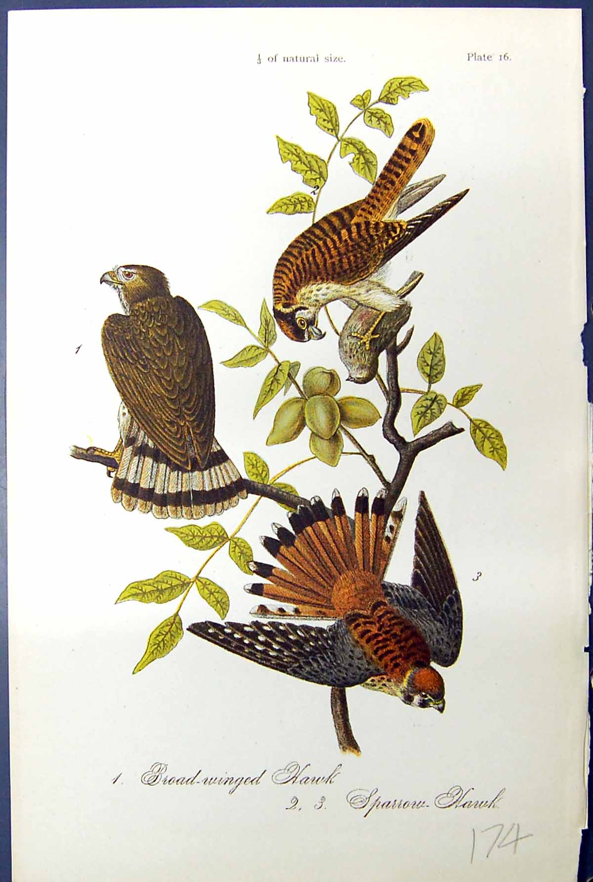 Original Old Antique Print Birds Warren Colour 1890 Broad-Winged Sparrow Hawk