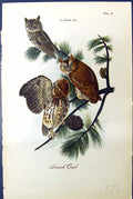 Original Old Antique Print Screech Owl Birds Tree Warren Colour 1890 Victorian