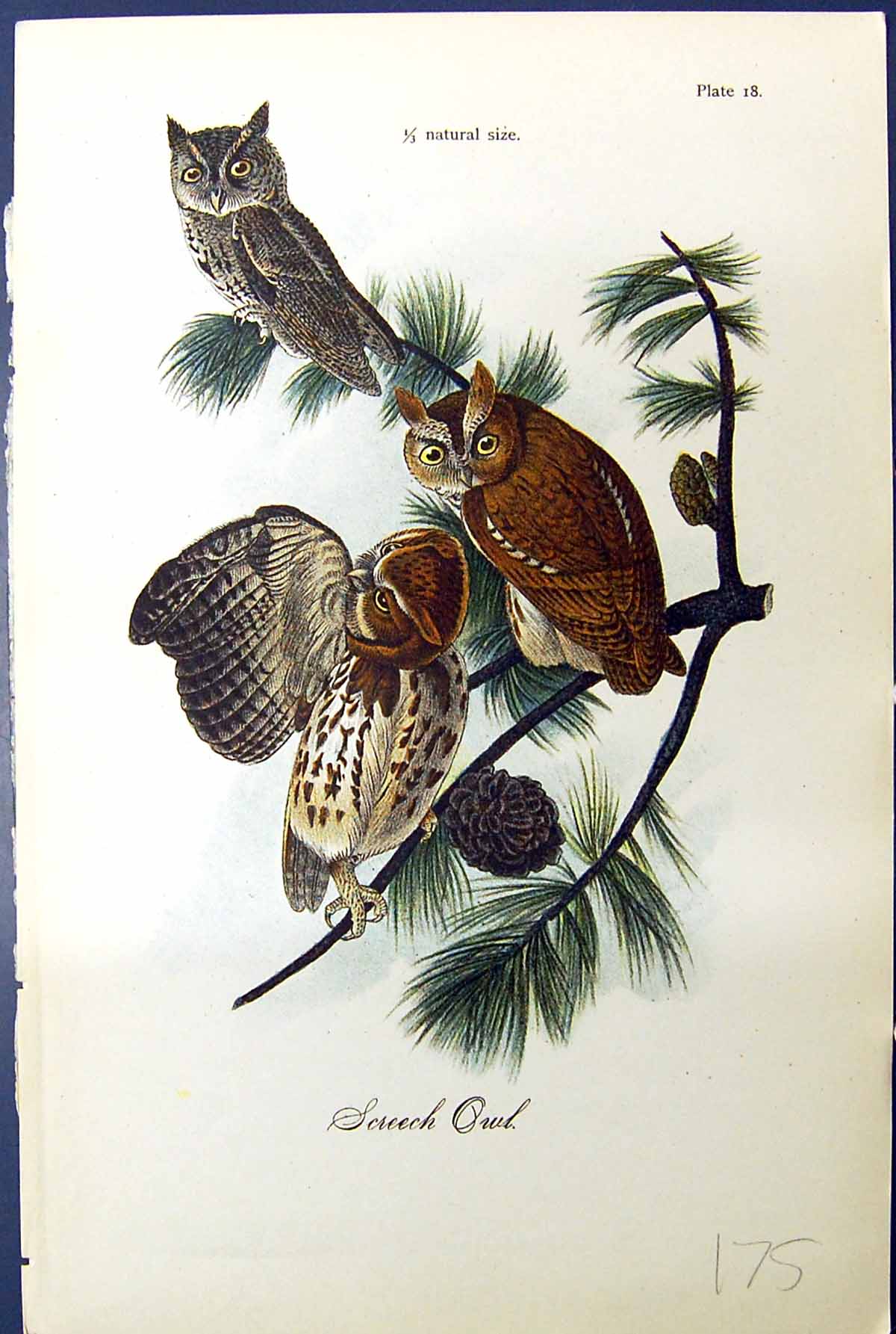 Original Old Antique Print Screech Owl Birds Tree Warren Colour 1890 Victorian