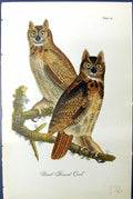 Original Old Antique Print Great Horned Owl Birds Warren Colour 1890 Victorian