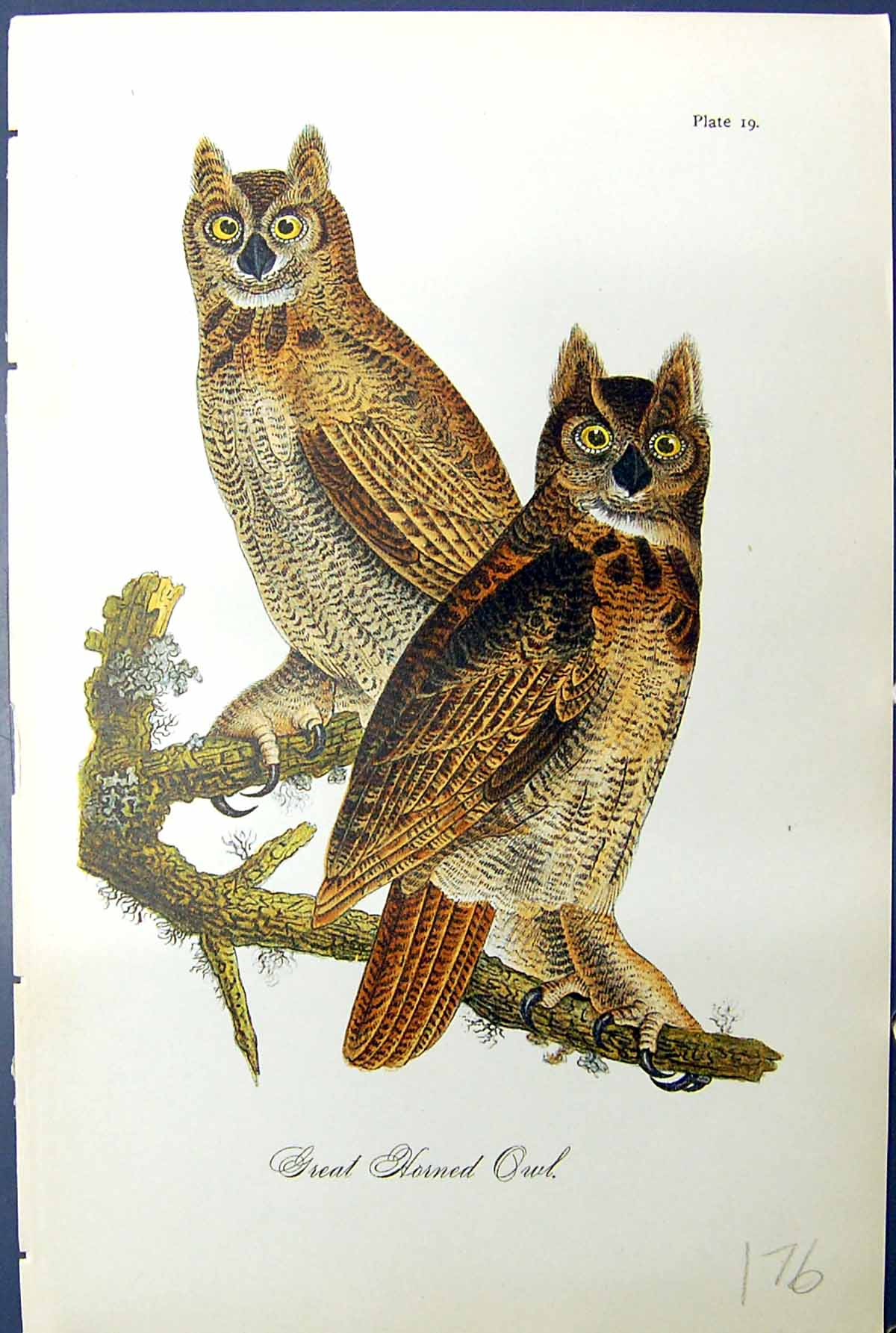 Original Old Antique Print Great Horned Owl Birds Warren Colour 1890 Victorian