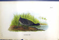Original Old Antique Print American Coot Birds Warren Colour 1890 Ref.4 19th