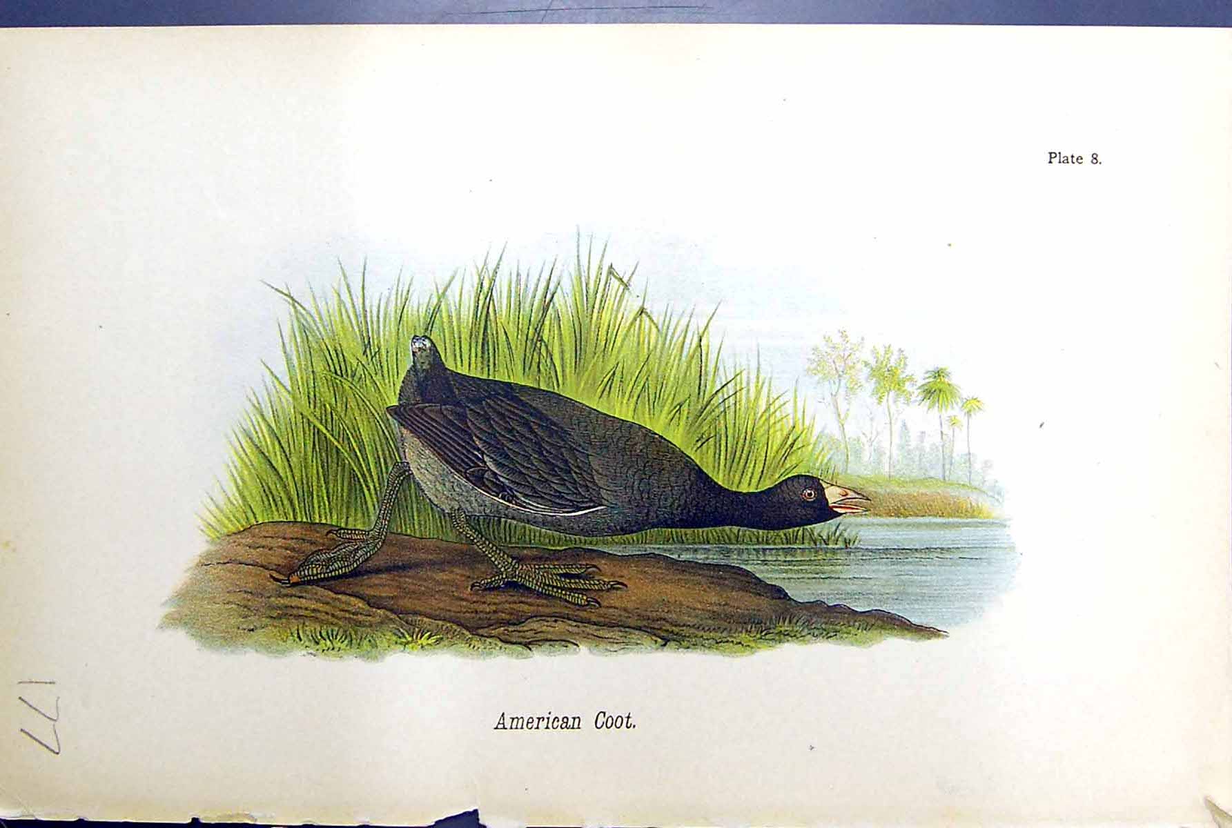 Original Old Antique Print American Coot Birds Warren Colour 1890 Ref.4 19th