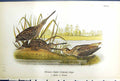 Antique Print Wilson'S Common Snipe Males Females Birds Warren Colour 1890 19th