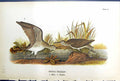 Antique Print Solitary Sandpiper Male Female Birds Warren Colour 1890 Ref.3