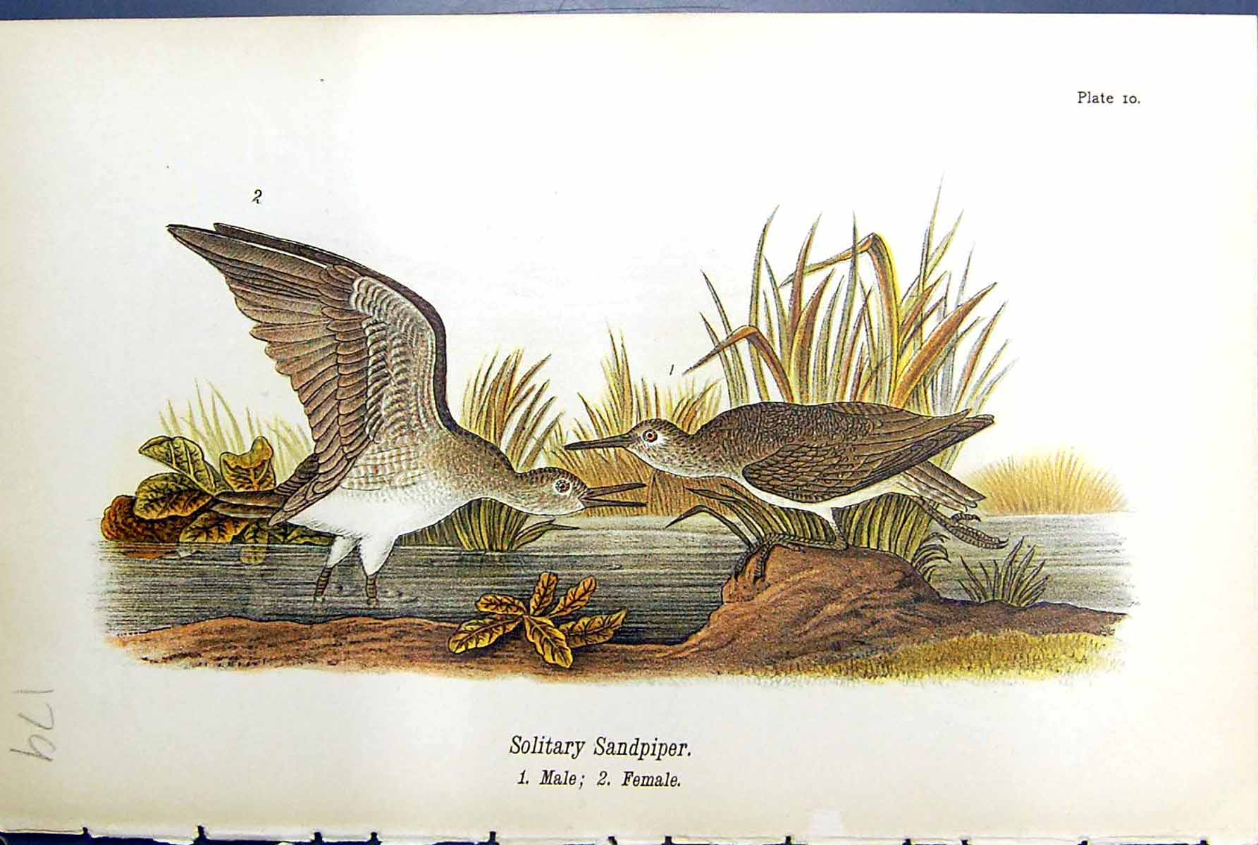 Antique Print Solitary Sandpiper Male Female Birds Warren Colour 1890 Ref.3
