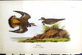 Original Old Antique Print Killdeer Male Female Birds Warren Colour 1890 Ref.2