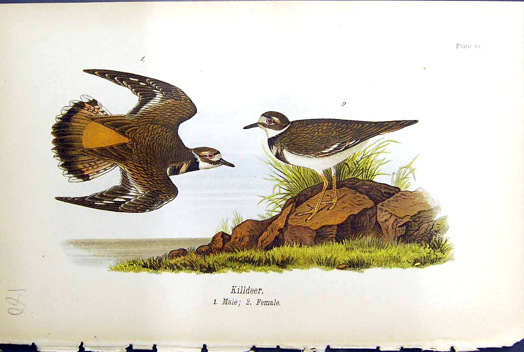 Original Old Antique Print Killdeer Male Female Birds Warren Colour 1890 Ref.2