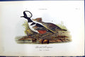 Old Antique Print Birds Warren Colour 1890 Hooded Merganses Male Female 19th