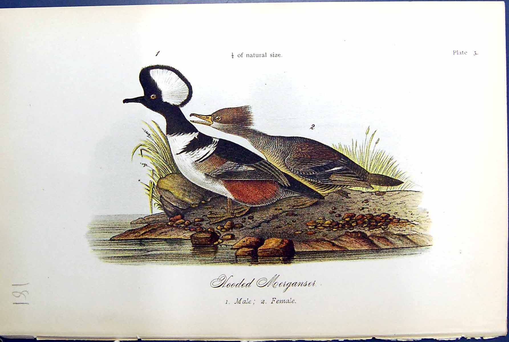 Old Antique Print Birds Warren Colour 1890 Hooded Merganses Male Female 19th