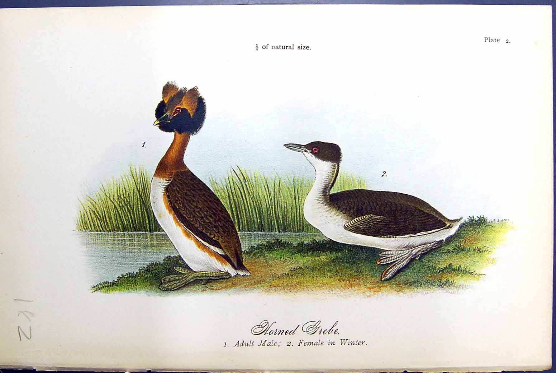 Old Print Hornned Grebe Adult Male Female Winter Birds Warren Colour 1890 19th