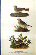 Antique Old Print Vesper Sparrow Yellow-Winged Field Males Birds Warren 1890