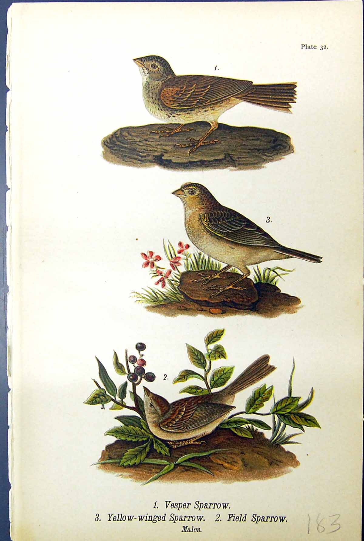 Antique Old Print Vesper Sparrow Yellow-Winged Field Males Birds Warren 1890