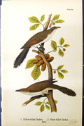 Antique Old Print Yellow-Billed Black-Billed Cuckoo Males Birds Warren 1890