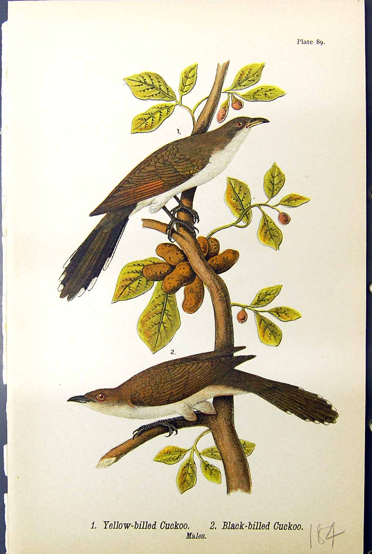 Antique Old Print Yellow-Billed Black-Billed Cuckoo Males Birds Warren 1890