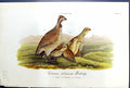 Antique Print Common American Patridge Male Female Young Birds Warren 1890 19th