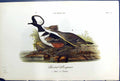 Old Antique Print Hooded Merganses Male Female Birds Warren Colour 1890 19th