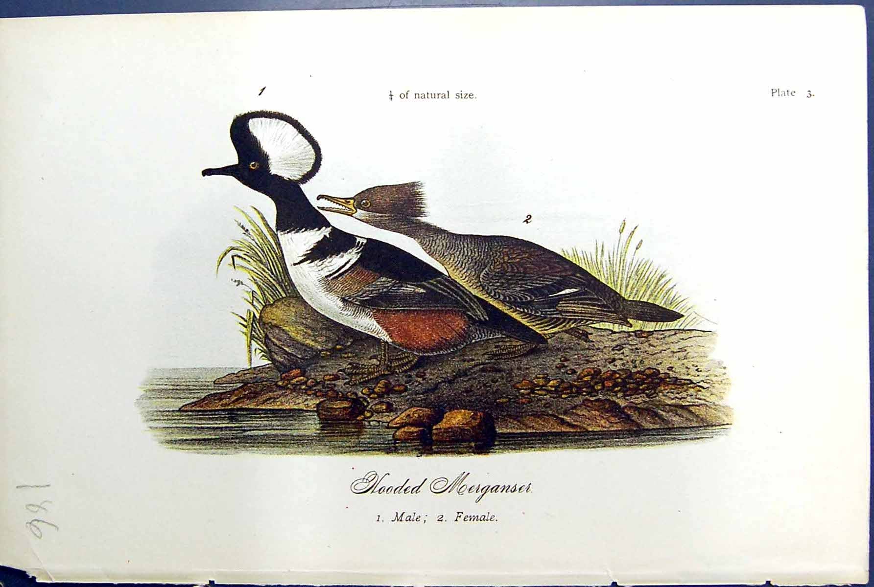 Old Antique Print Hooded Merganses Male Female Birds Warren Colour 1890 19th