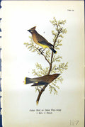 Original Old Antique Print Cedar Wax-Wing Male Female Birds Warren Colour 1890