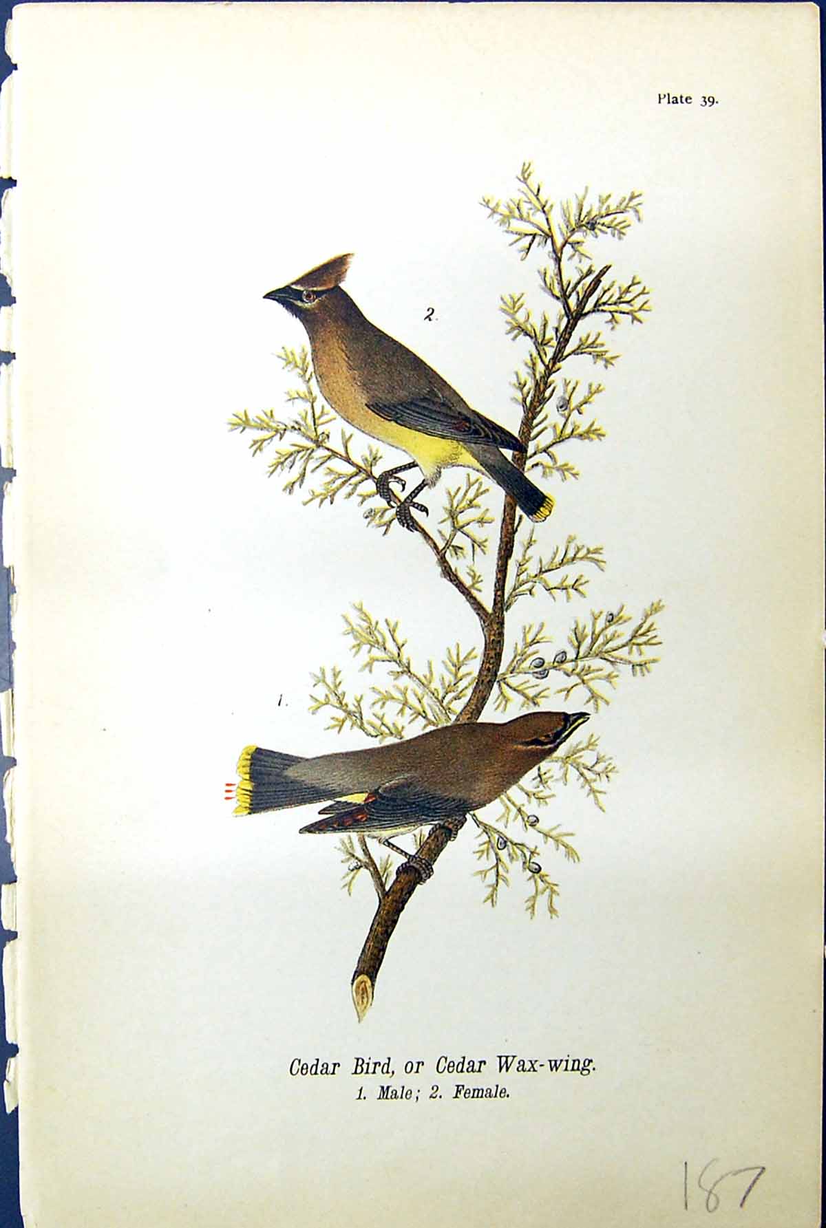 Original Old Antique Print Cedar Wax-Wing Male Female Birds Warren Colour 1890