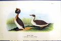 Old Print Horned Grebe Adult Male Female Winter Birds Warren Colour 1890 19th