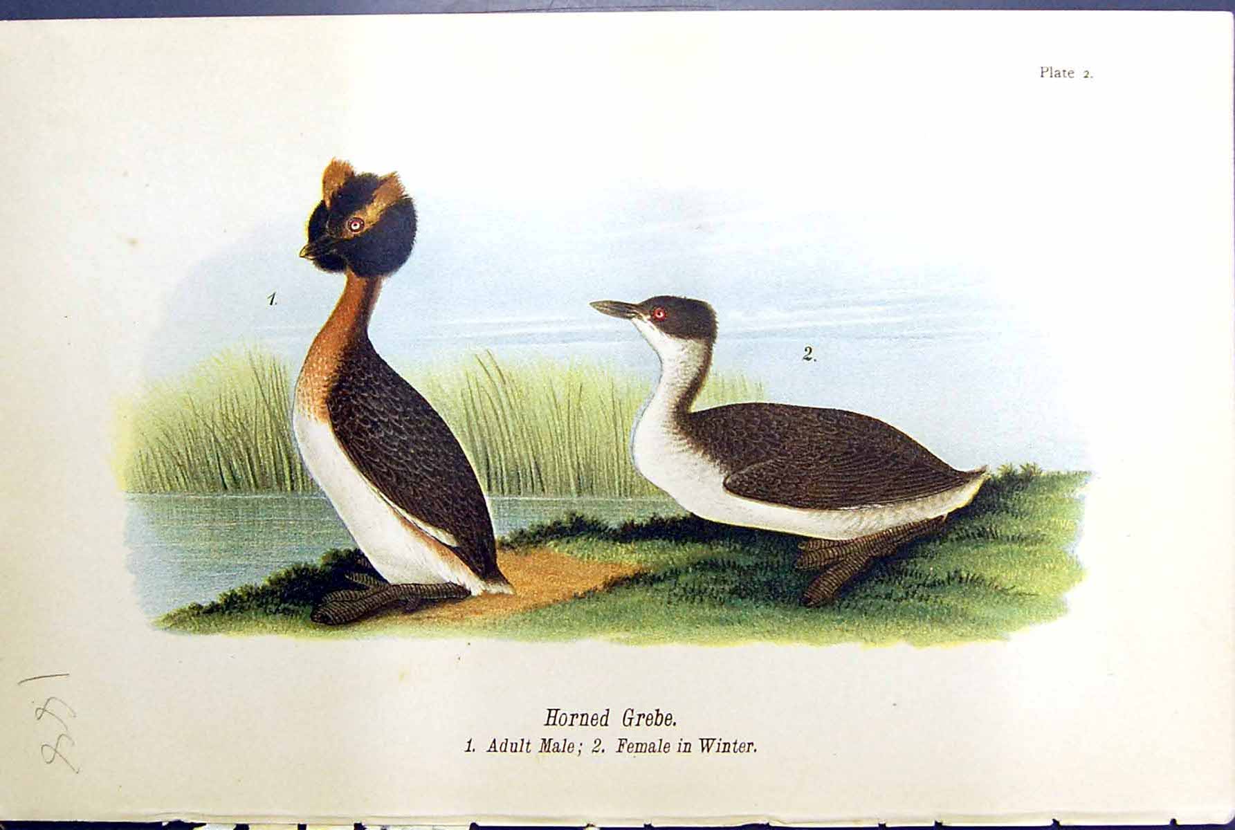 Old Print Horned Grebe Adult Male Female Winter Birds Warren Colour 1890 19th
