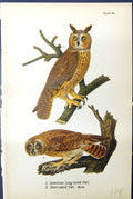 Antique Old Print American Long-Eared Short-Eared Owl Males Birds Warren 1890
