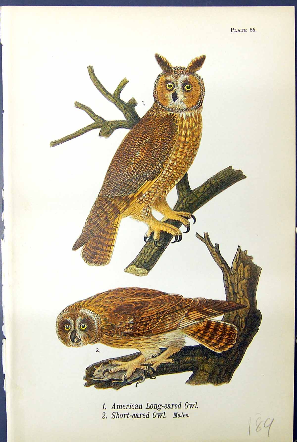 Antique Old Print American Long-Eared Short-Eared Owl Males Birds Warren 1890
