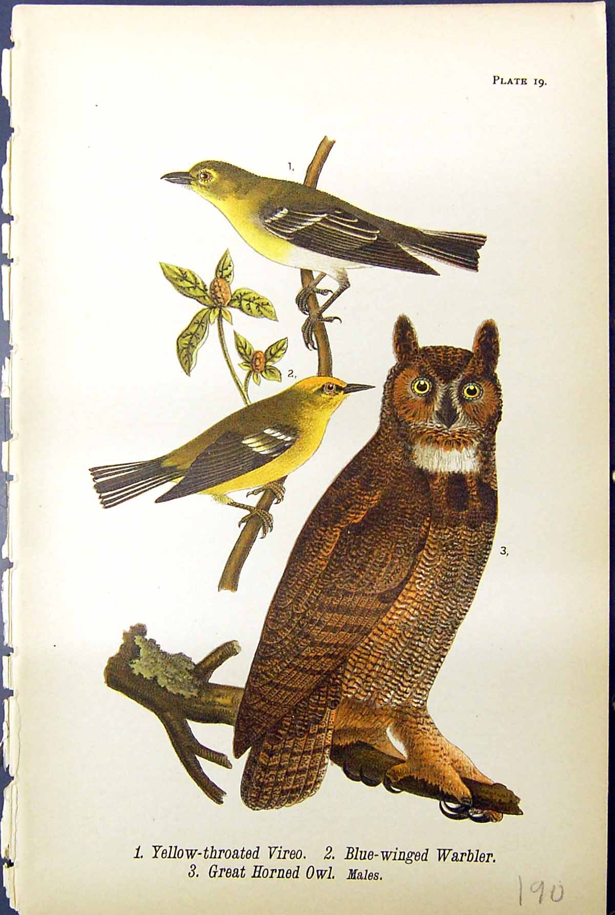 Old Print Yellow-Throated Vireo Horned Owl Blue-Winged Warbler Birds 1890 19th
