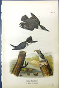 Antique Old Print Belted Kingfisher Males Females Birds Warren Colour 1890 19th