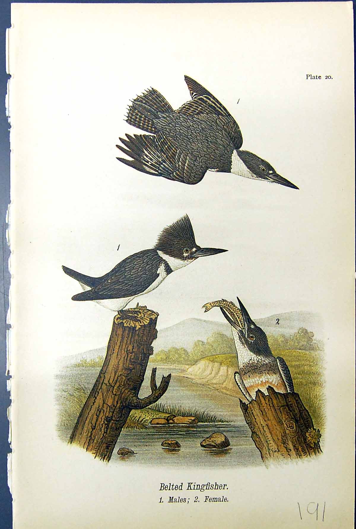 Antique Old Print Belted Kingfisher Males Females Birds Warren Colour 1890 19th