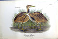 Antique Old Print American Bittern Male Female Birds Warren Colour 1890 Ref.3