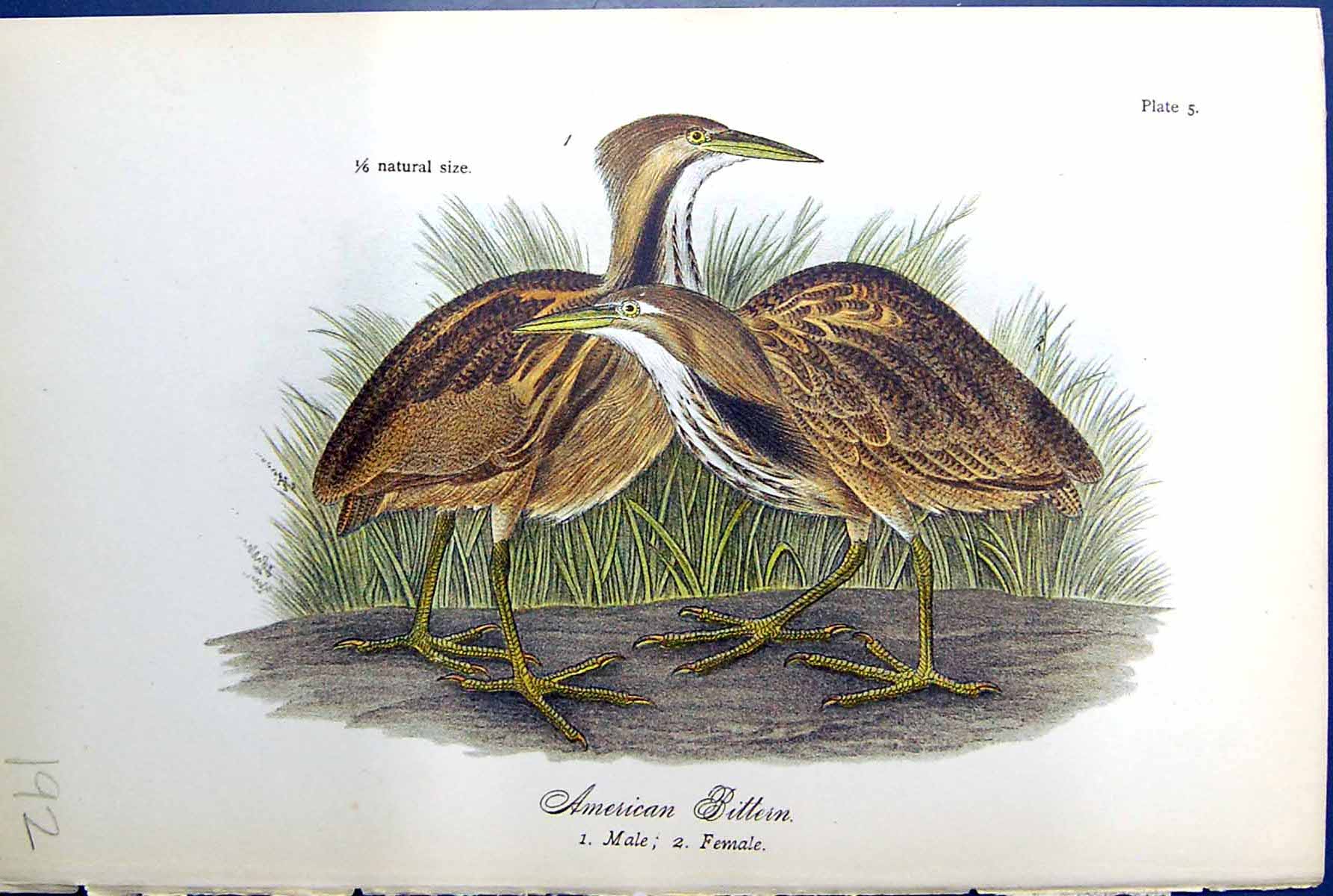 Antique Old Print American Bittern Male Female Birds Warren Colour 1890 Ref.3