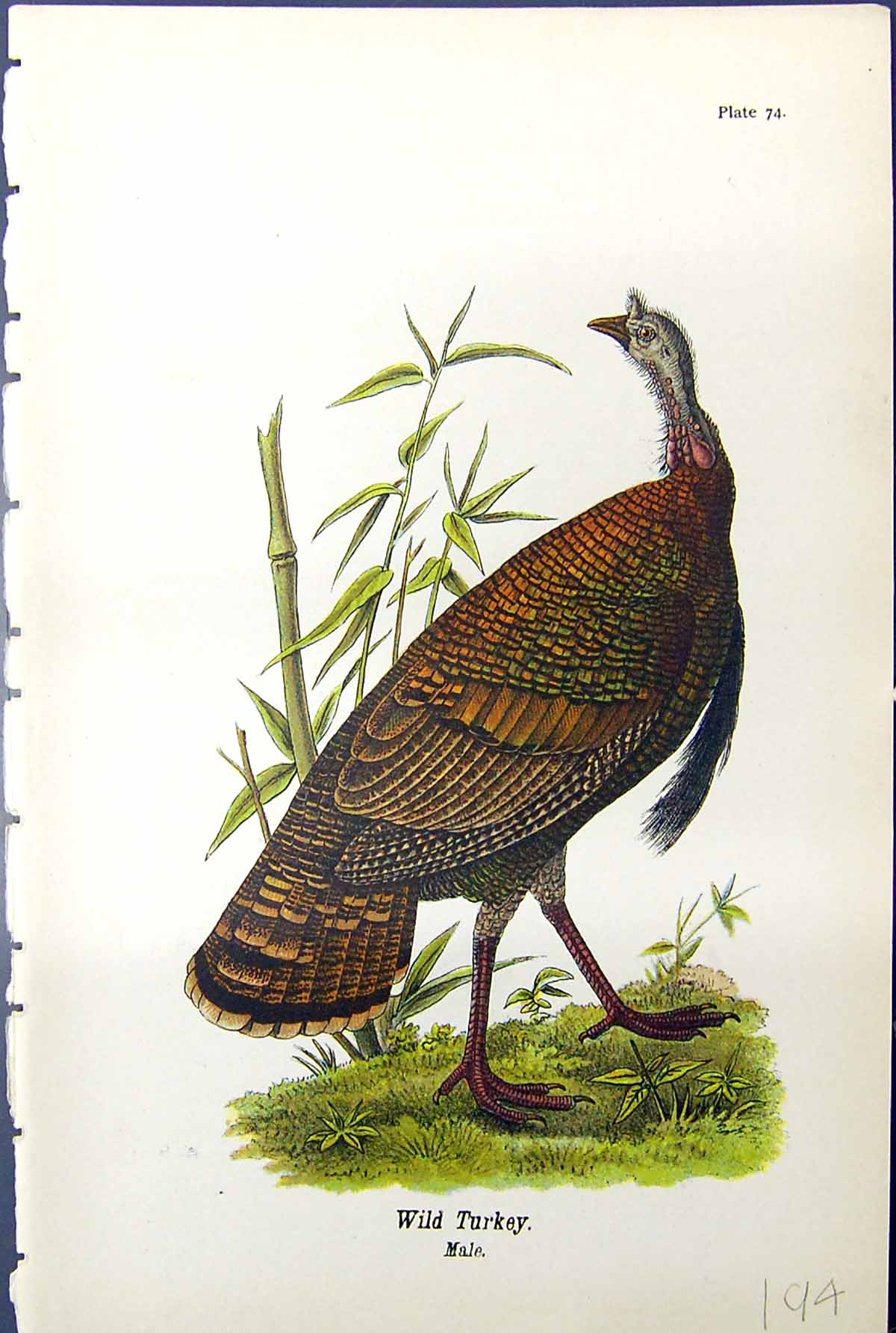 Original Old Antique Print Wild Turkey Male Birds Warren Colour 1890 Ref.3 19th