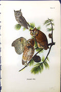 Original Old Antique Print Screech Owl Trees Birds Warren Colour 1890 Victorian