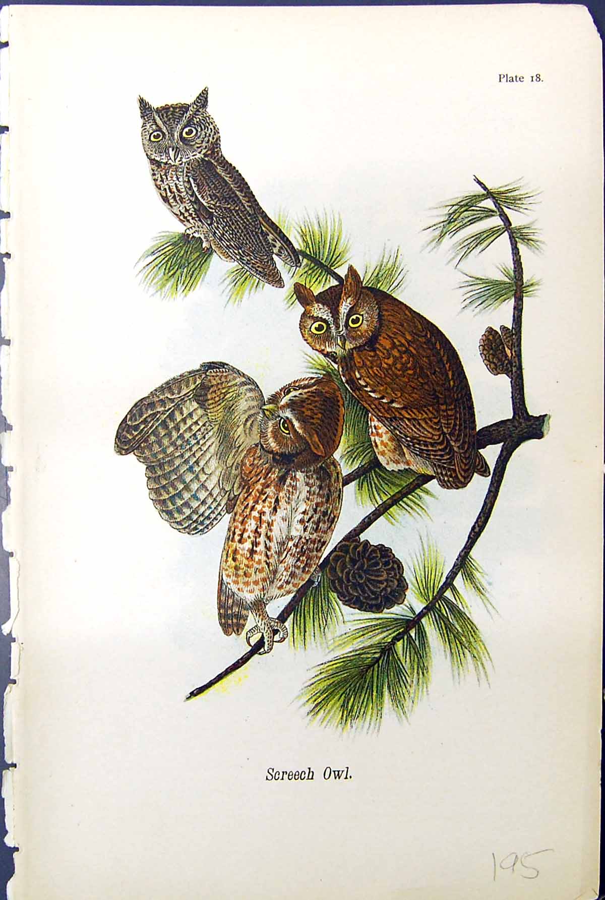 Original Old Antique Print Screech Owl Trees Birds Warren Colour 1890 Victorian