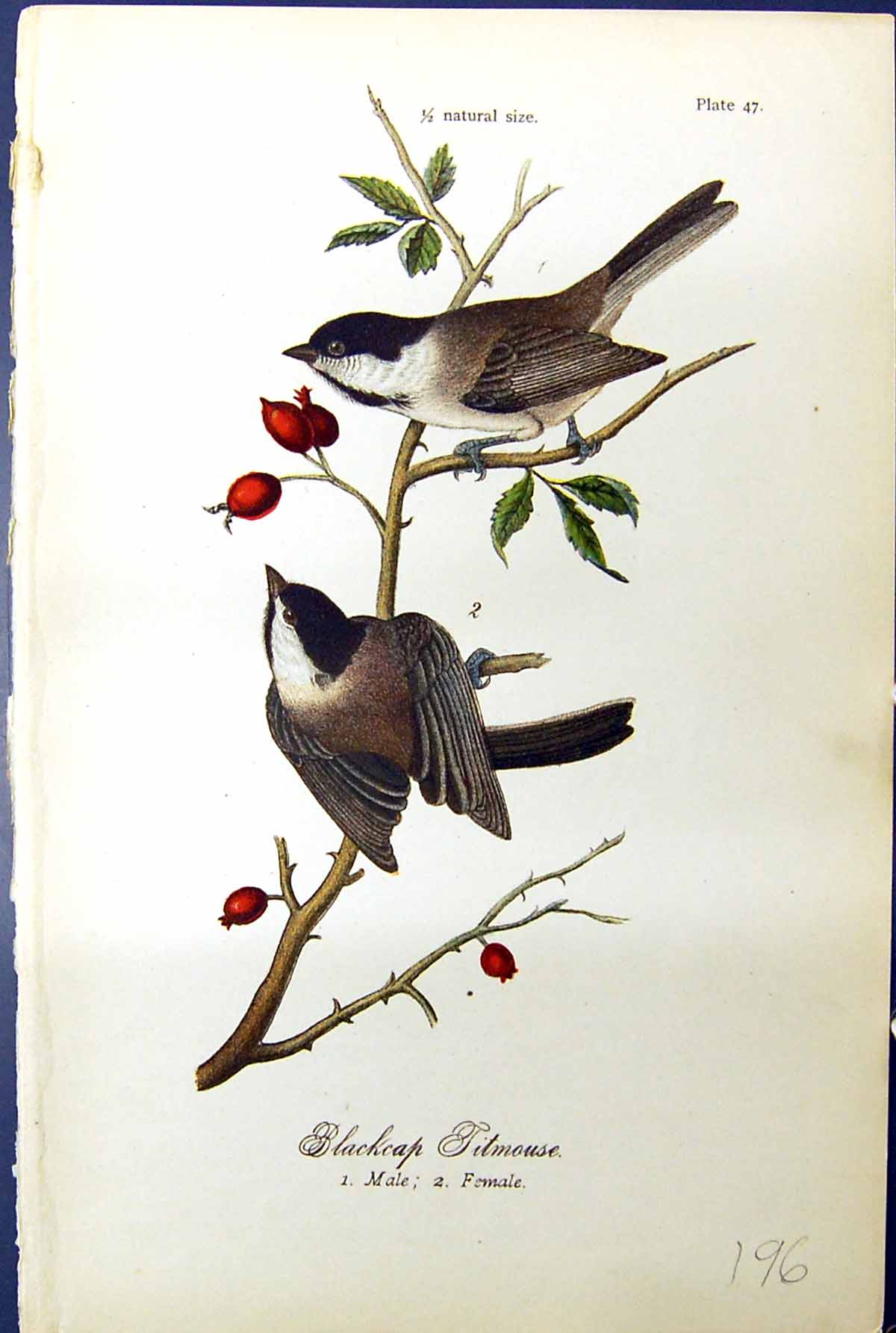Antique Print Blackcap Titmouse Male Female Birds Warren Colour 1890 Ref.2 19th