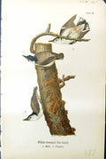 Antique Print White-Breasted Nut-Hatch Male Female Birds Warren Colour 1890