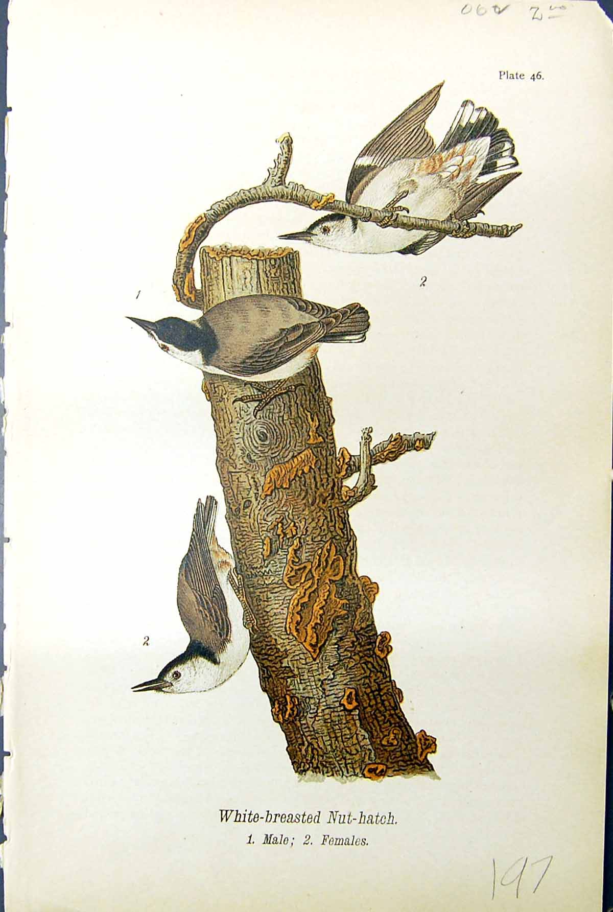 Antique Print White-Breasted Nut-Hatch Male Female Birds Warren Colour 1890