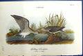 Antique Print Solitary Sandpiper Male Female Birds Warren Colour 1890 Ref.4