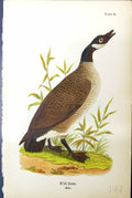 Original Old Antique Print Wild Goose Male Birds Warren Colour 1890 Ref.2 19th