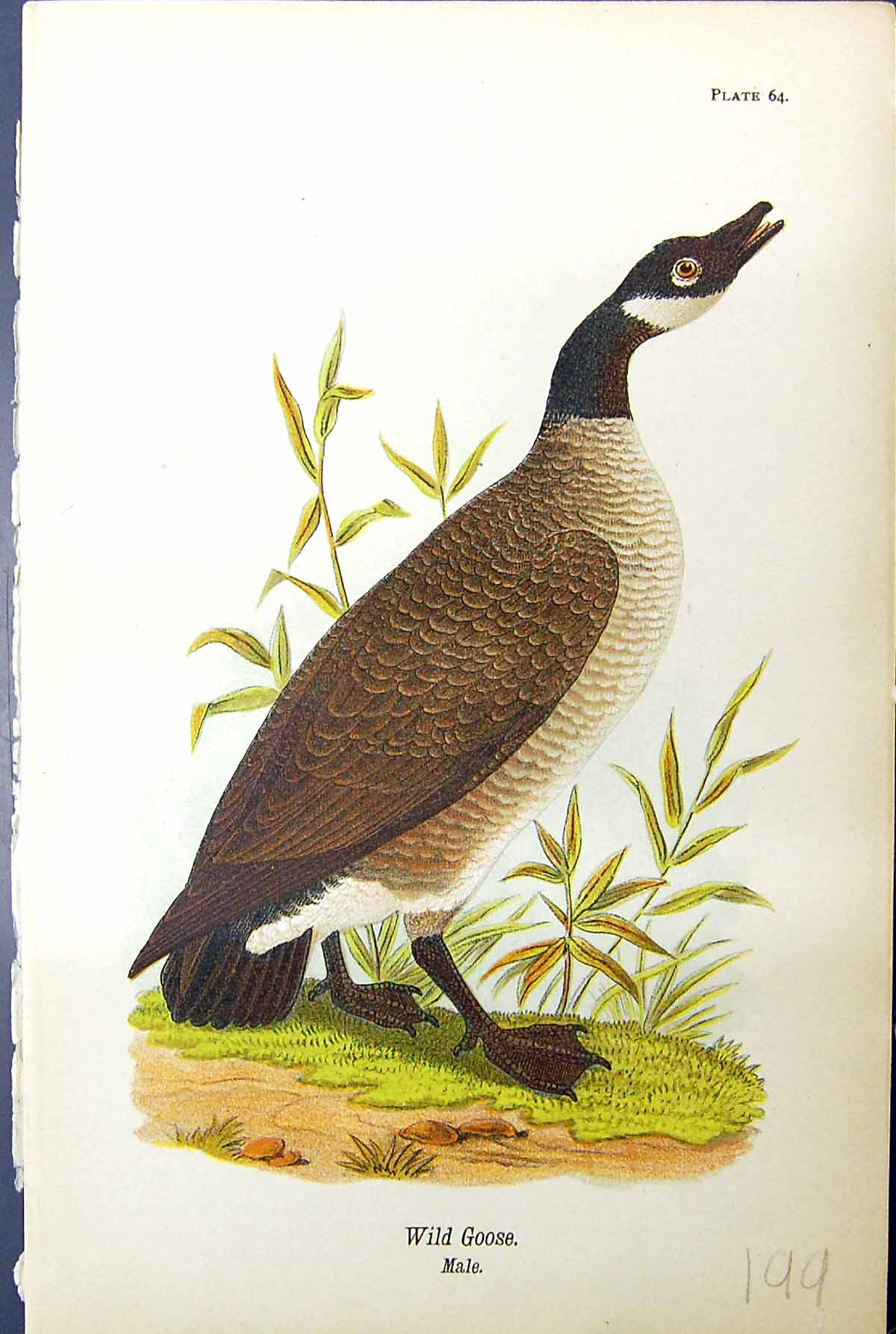 Original Old Antique Print Wild Goose Male Birds Warren Colour 1890 Ref.2 19th